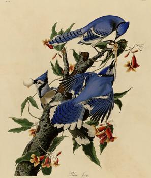 John James Audubon : Blue jay